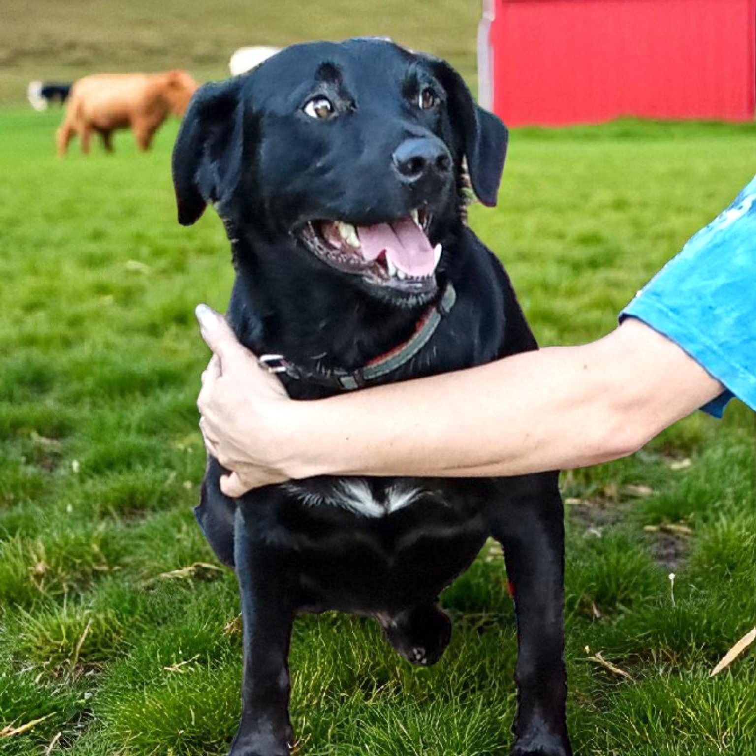 Jack Black, a Adoptable mixed breed in Washington Township, OH image 2/4