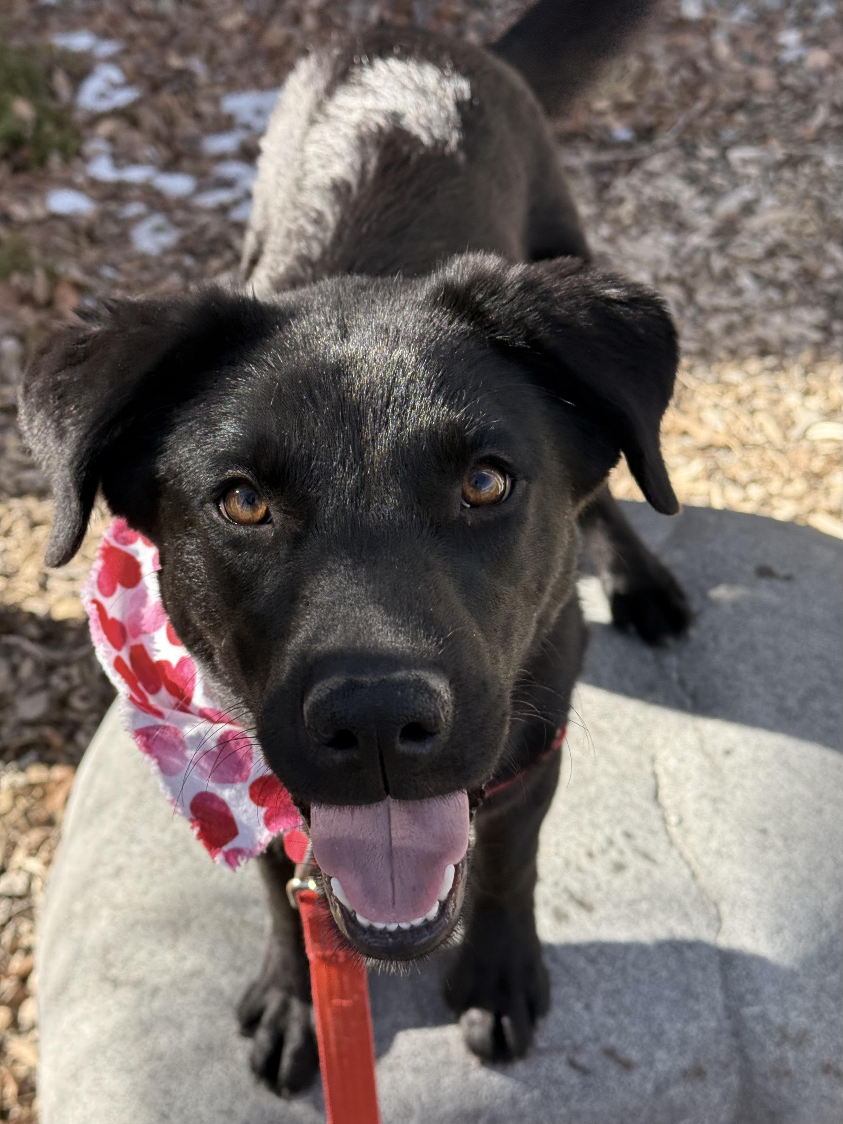 Enlarge Fluffy, an adoptable mixed breed in Eagle, CO image 5/5