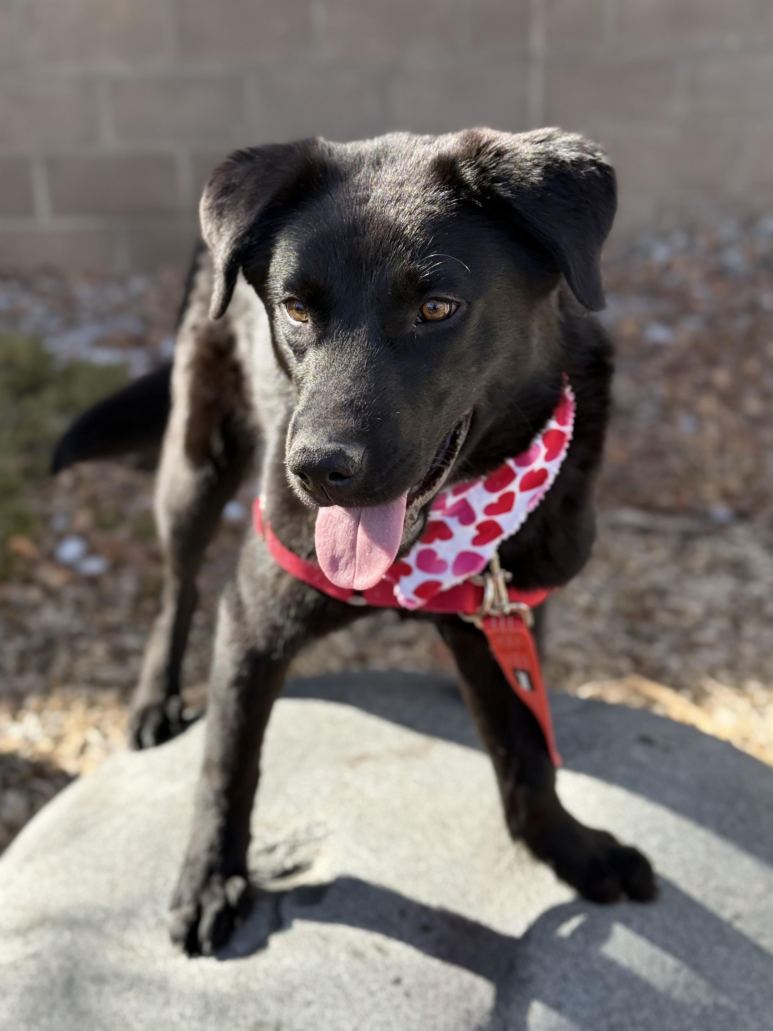 Enlarge Fluffy, an adoptable mixed breed in Eagle, CO image 3/5