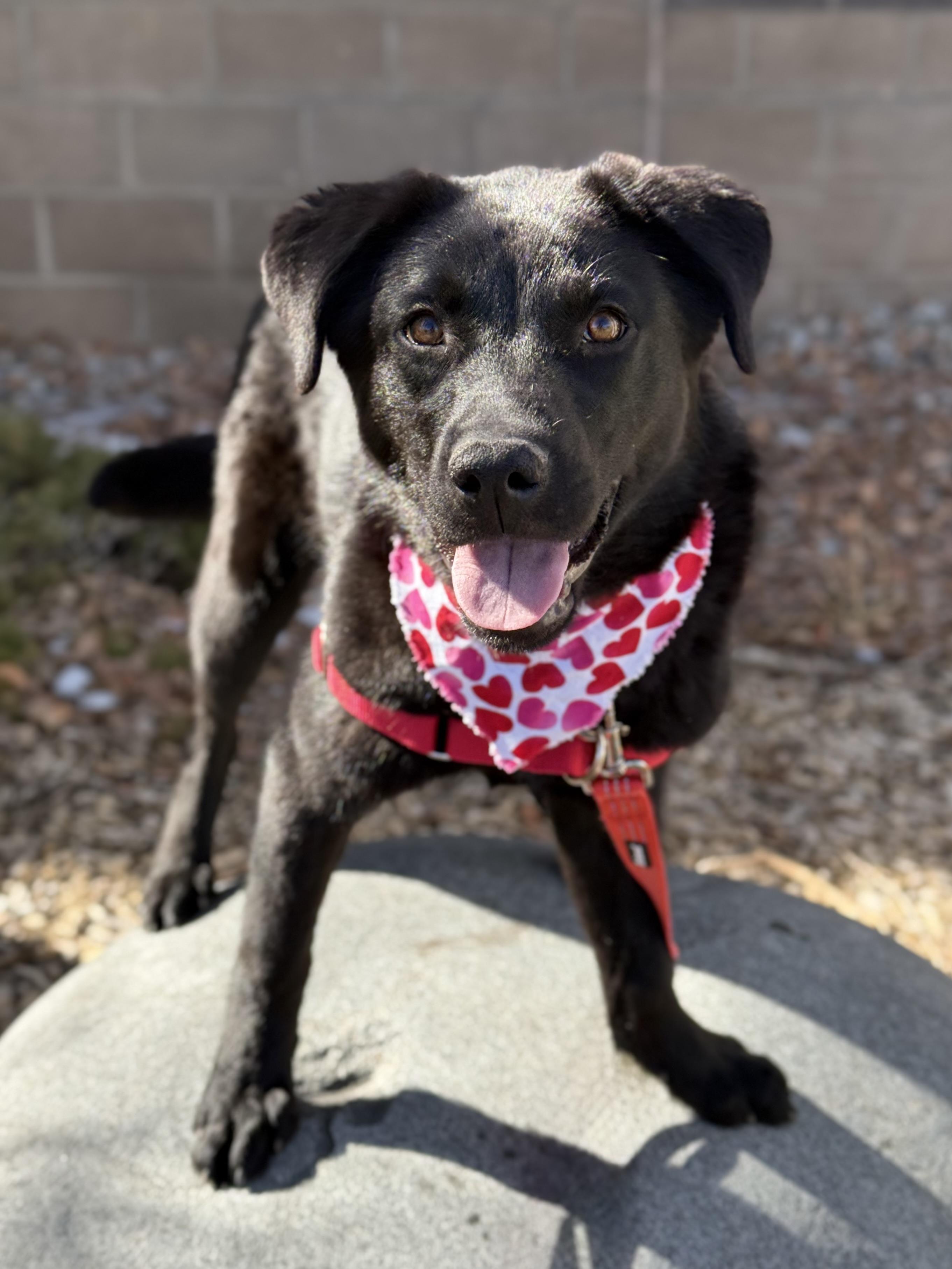 Enlarge Fluffy, an adoptable mixed breed in Eagle, CO image 4/5
