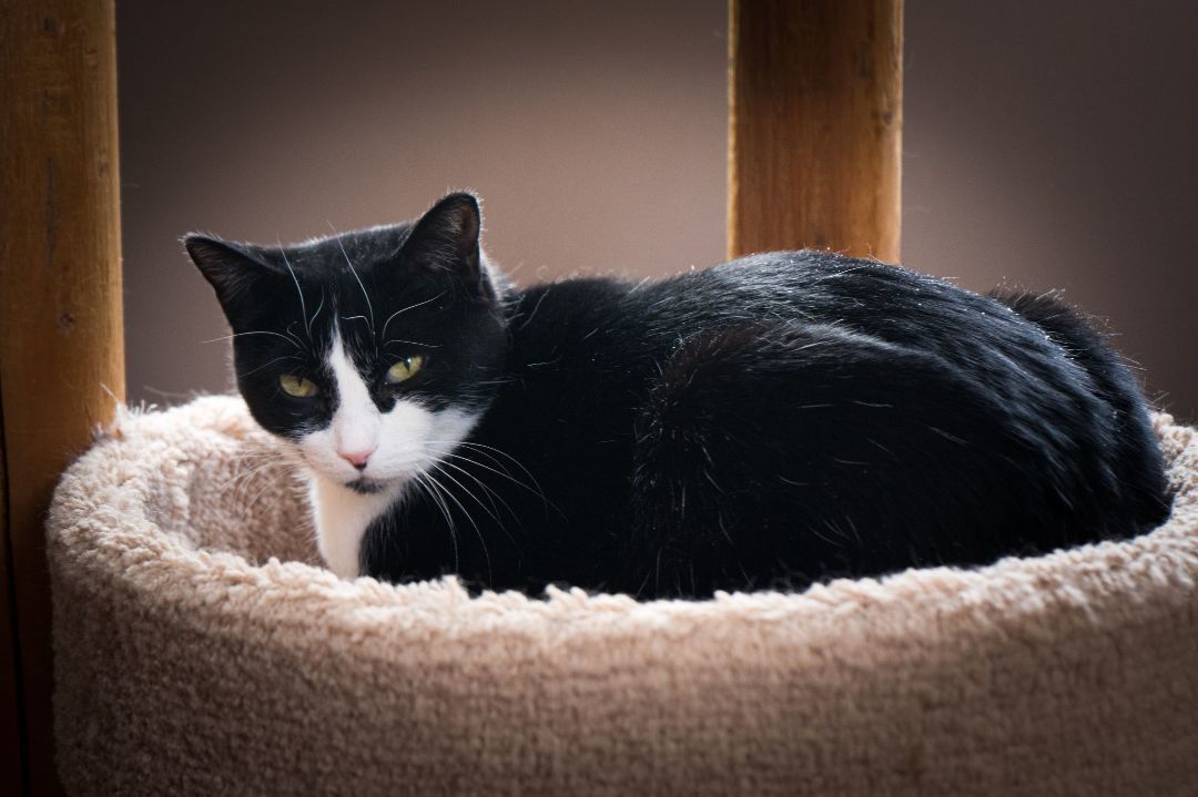 Tilly, a Adoptable Domestic Short Hair in Lively, ON image 2/3