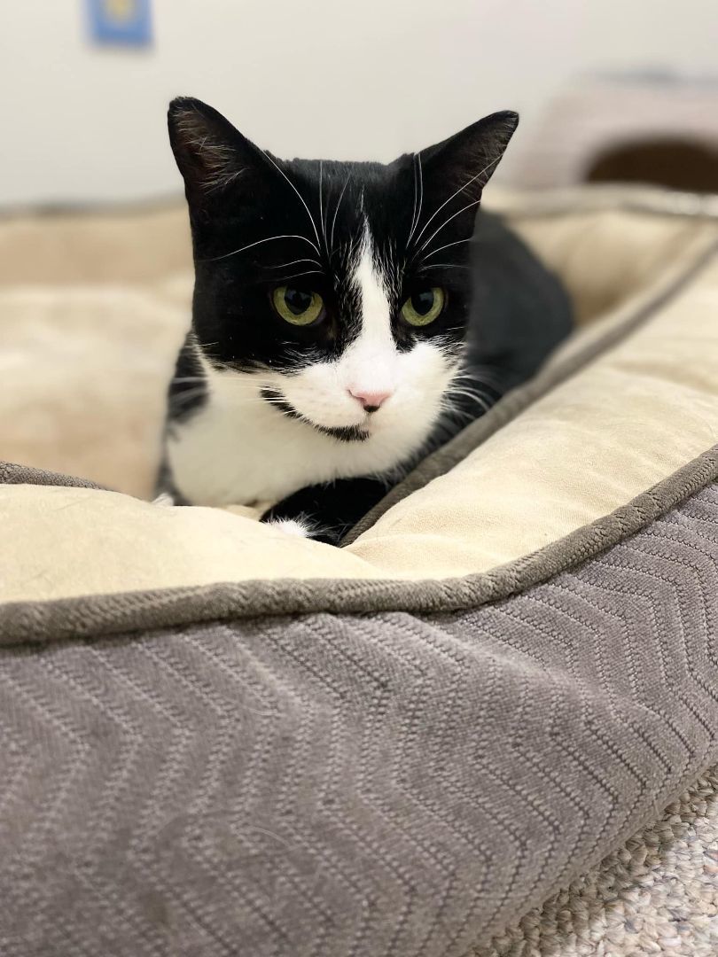 Tilly, a Adoptable Domestic Short Hair in Lively, ON image 3/3