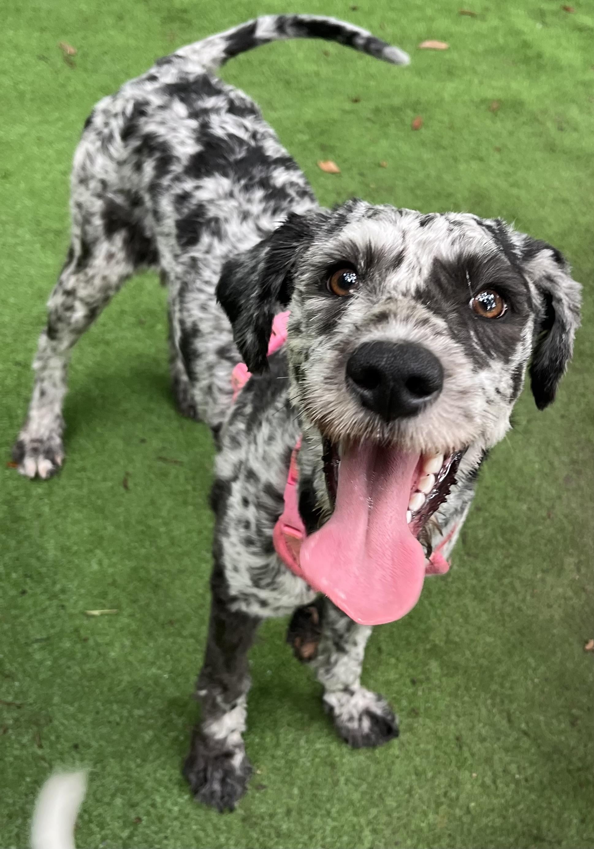 Enlarge Dotti, an adopted mixed breed in Barnwell , SC image 6/6