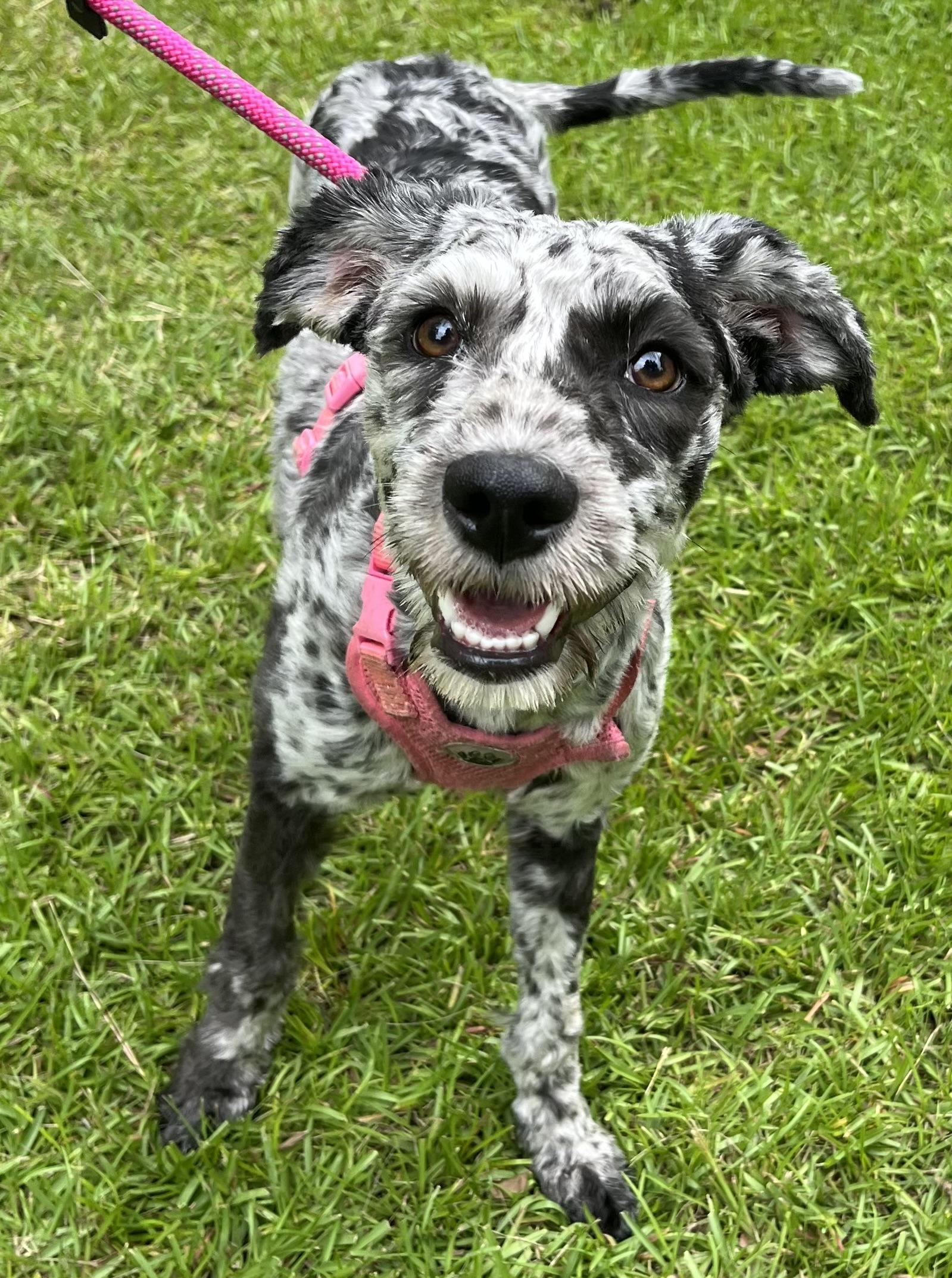 Dotti, adopted, Puppy Female Aussiedoodle & Mixed Breed.