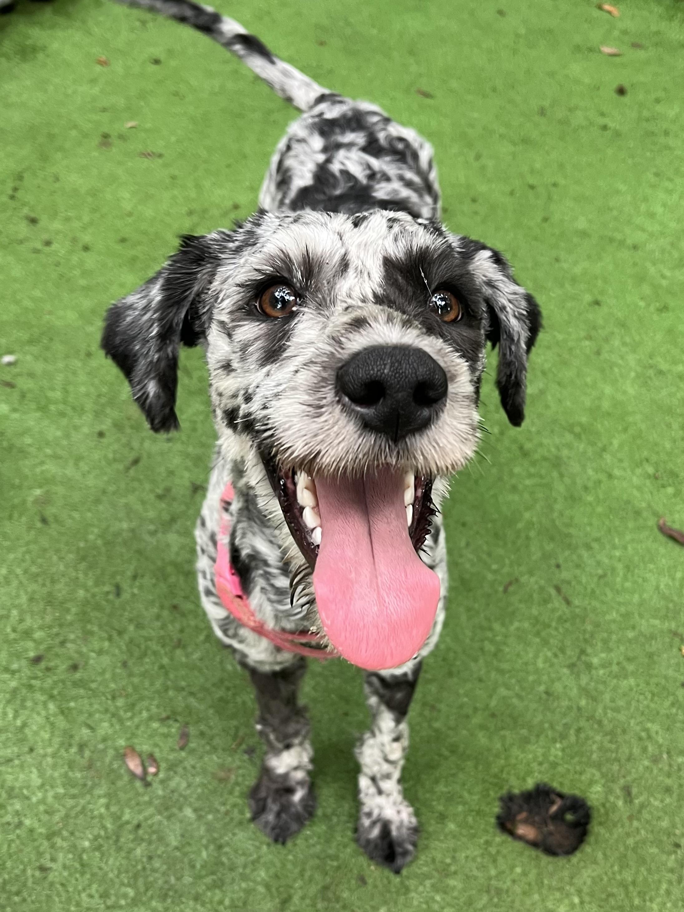 Enlarge Dotti, an adopted mixed breed in Barnwell , SC image 5/6