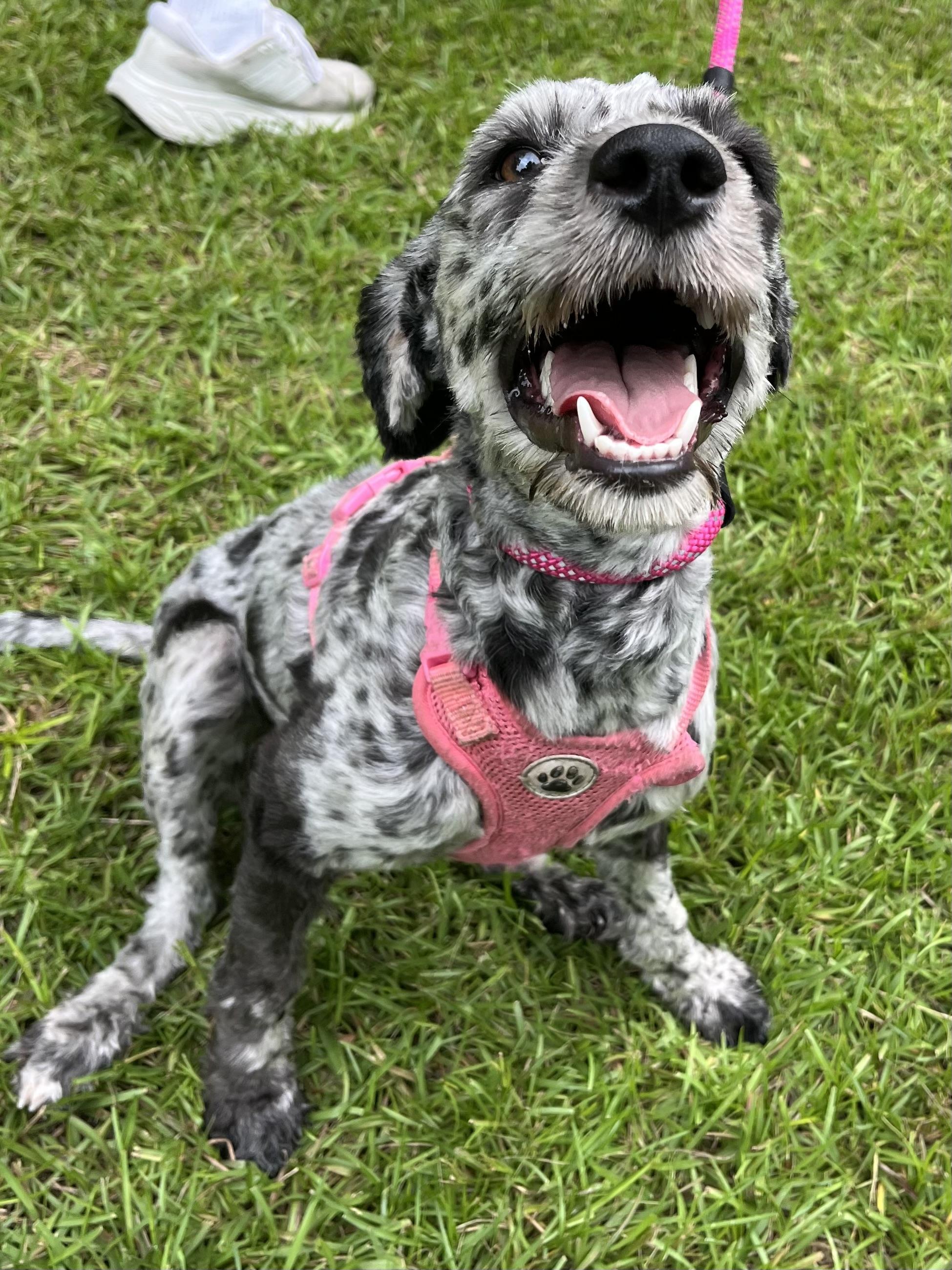 Enlarge Dotti, an adopted mixed breed in Barnwell , SC image 4/6