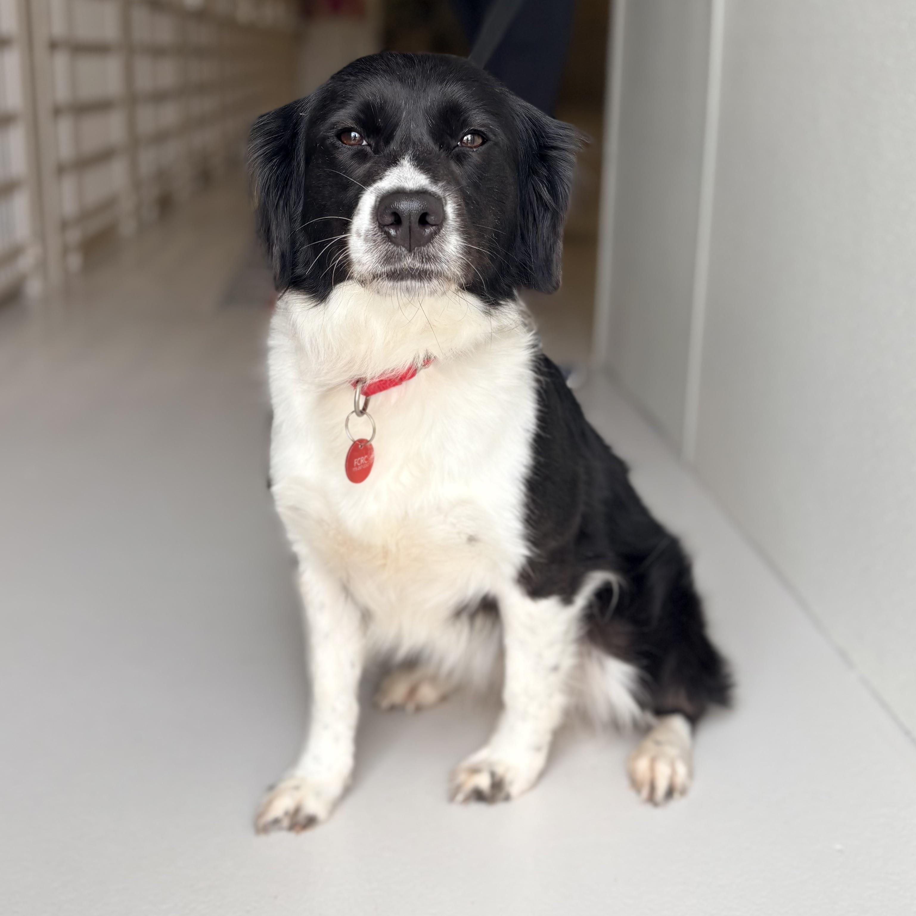 Gumbo, adopted, Adult Female Border Collie.