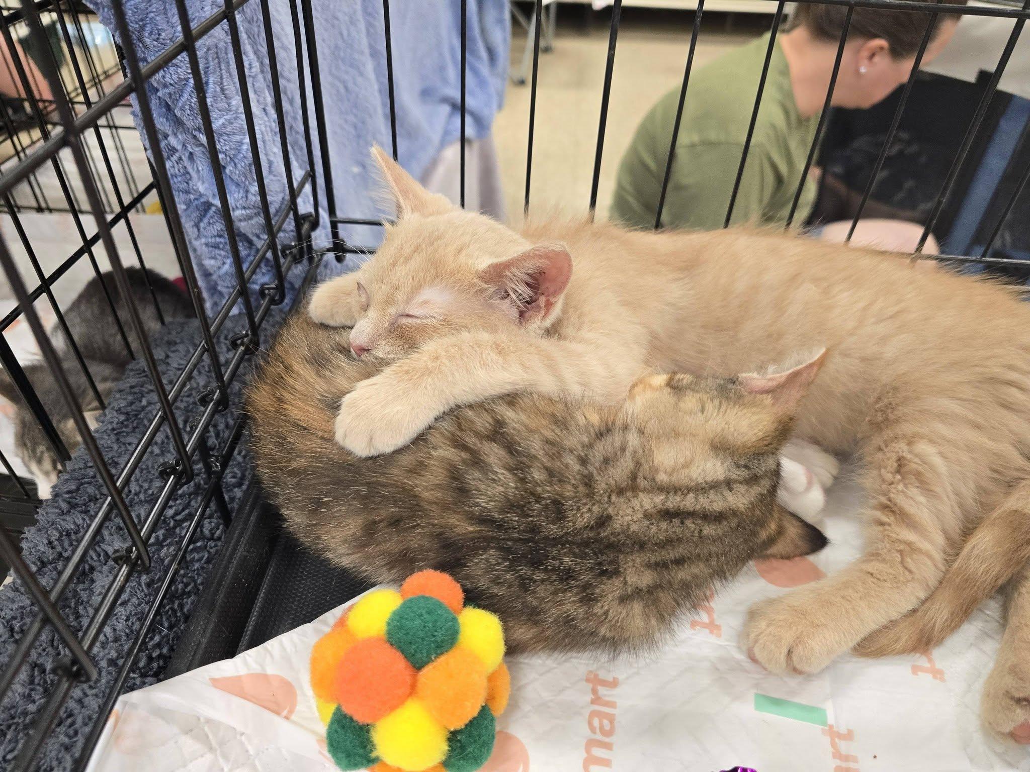 Mustard, an adopted Domestic Short Hair in East Lansing, MI image 2/3