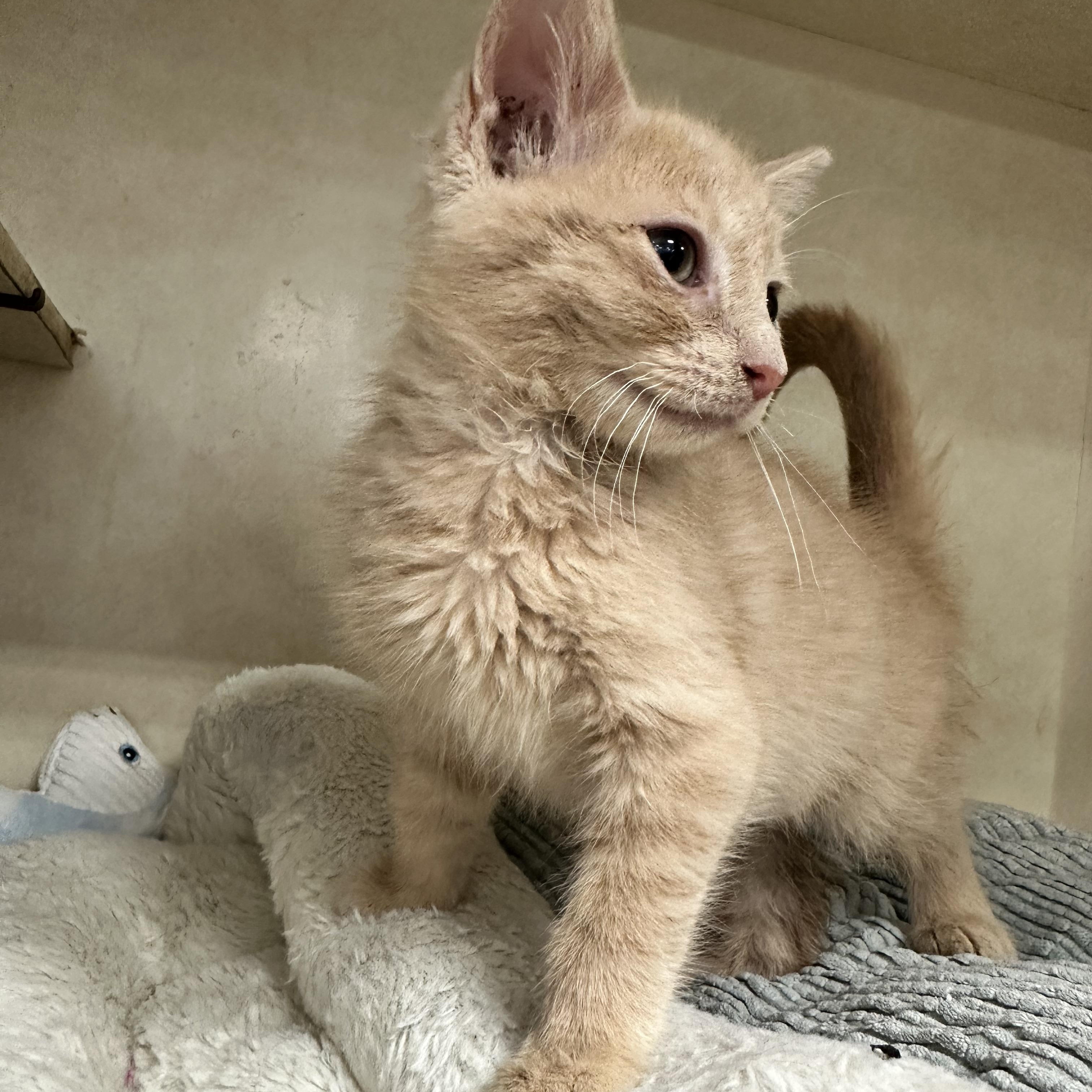 Mustard, adopted, Kitten Male Domestic Short Hair.