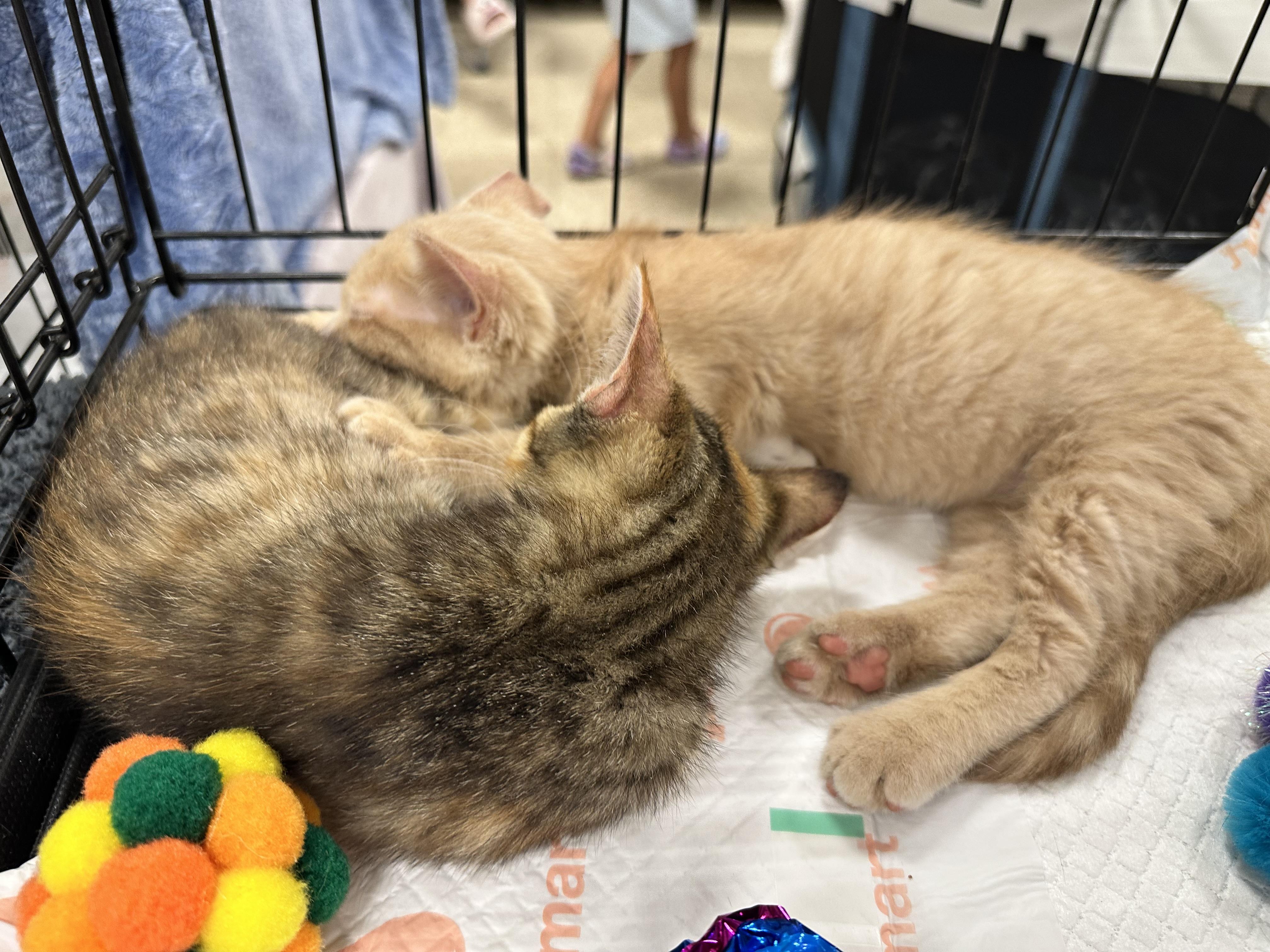Mustard, an adopted Domestic Short Hair in East Lansing, MI image 3/3