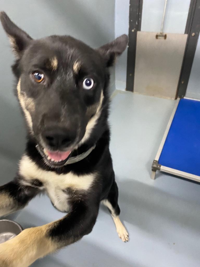 Mr. Nibs, Adoptable, Young Male Husky.
