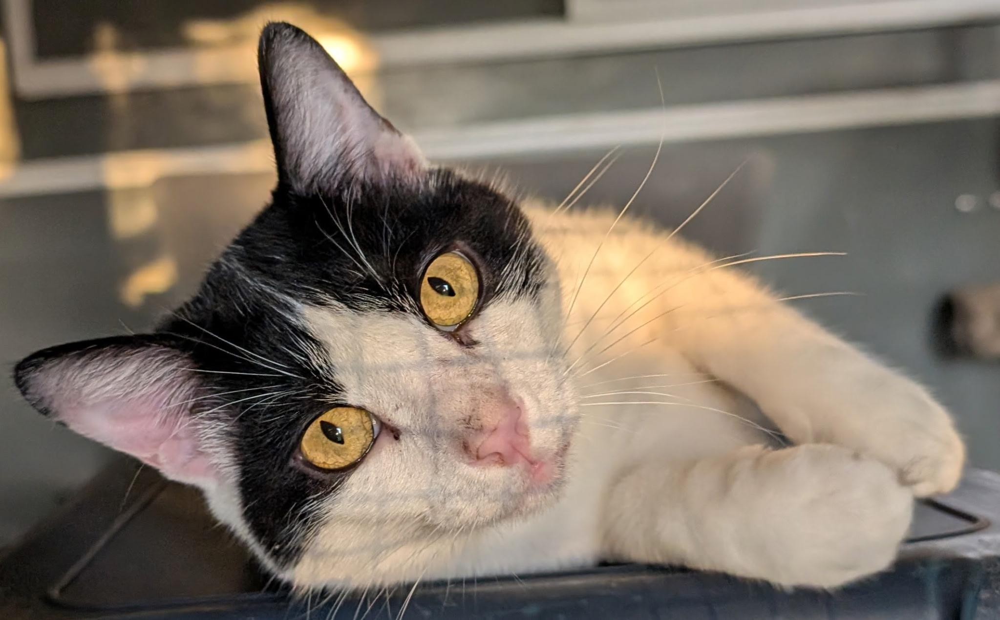 Miracle, Adoptable, Adult Male Domestic Short Hair.