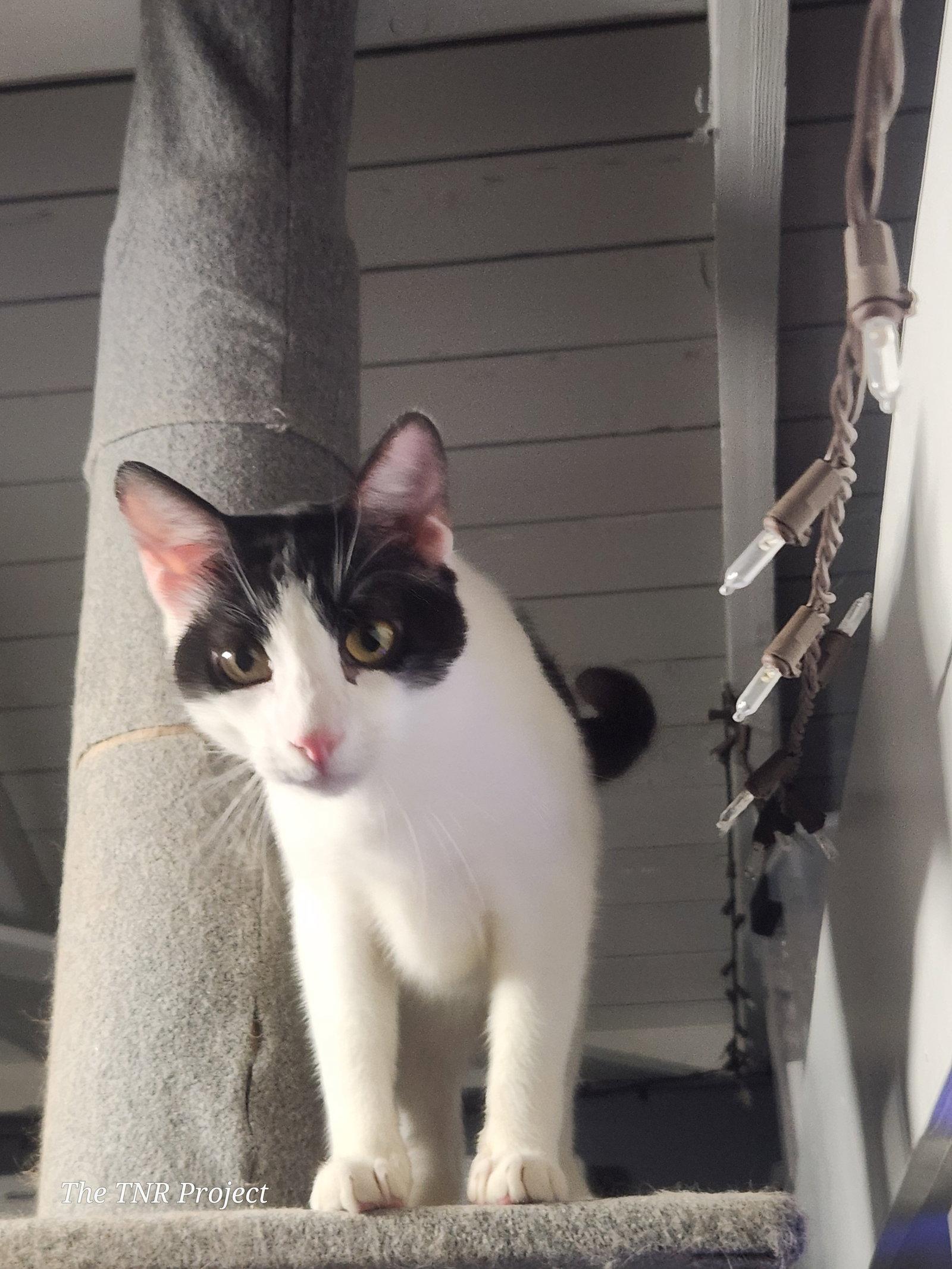 Enlarge Miracle, a Adoptable Domestic Short Hair in Monrovia, CA image 1/3