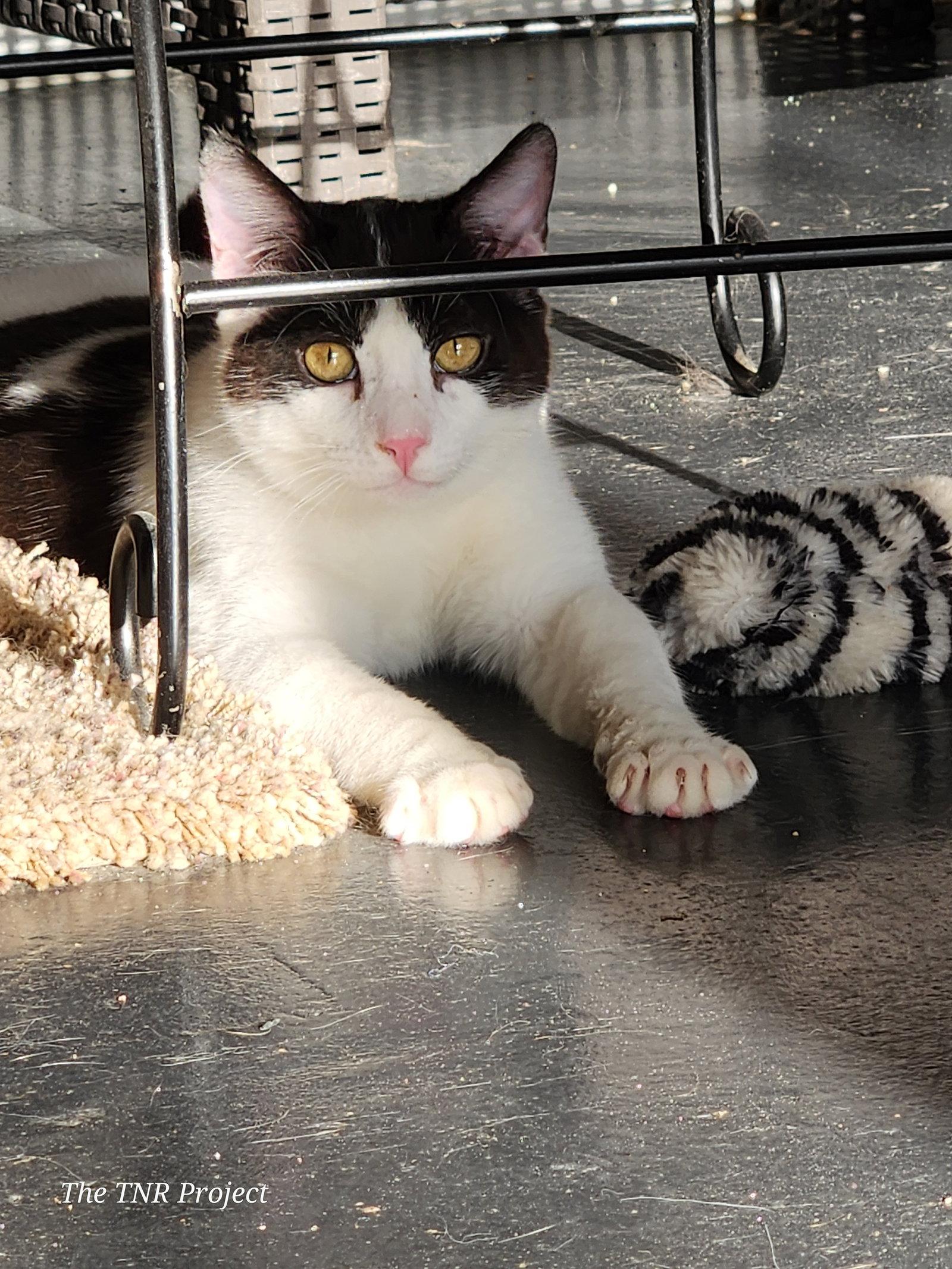 Enlarge Miracle, a Adoptable Domestic Short Hair in Monrovia, CA image 2/3