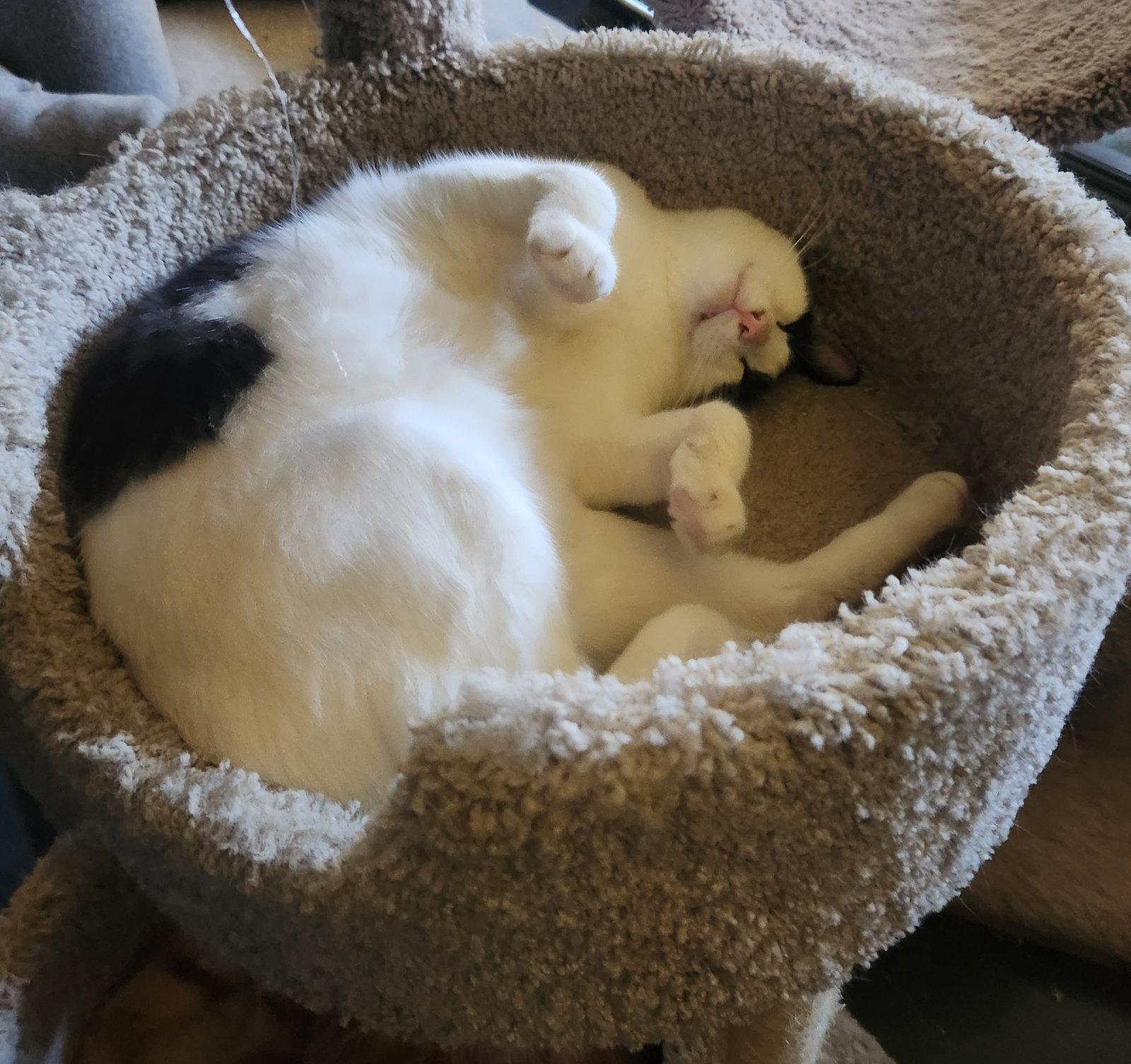 Enlarge Miracle, a Adoptable Domestic Short Hair in Monrovia, CA image 3/3