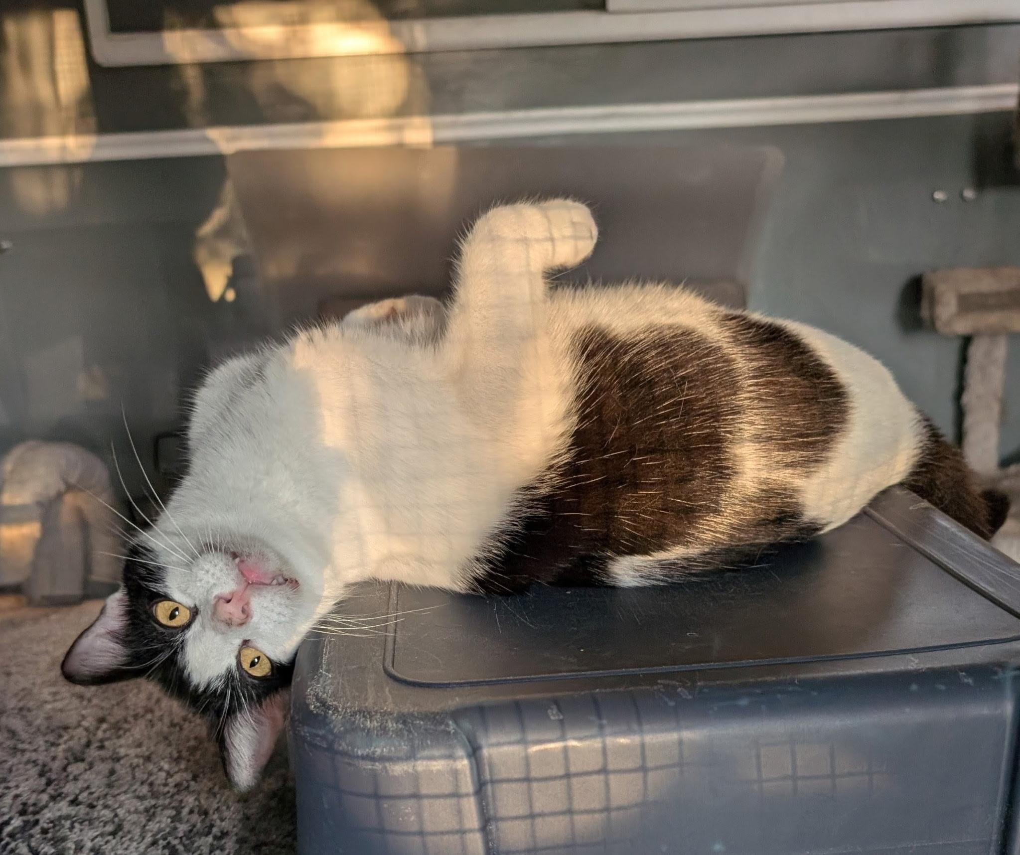 Enlarge Miracle, a Adoptable Domestic Short Hair in Monrovia, CA image 2/6