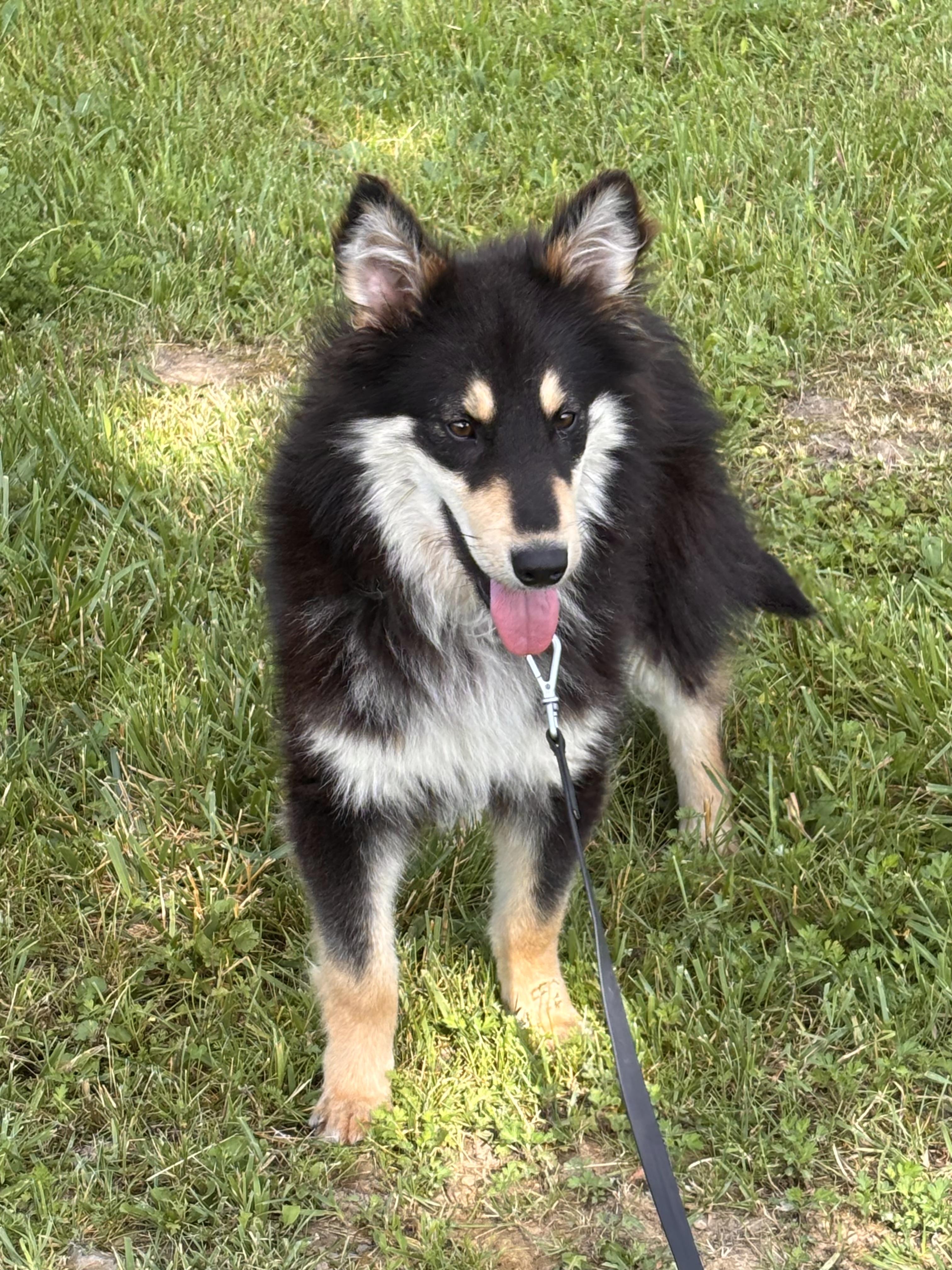 Enlarge Luigi, a ADOPTABLE mixed breed in Ashland, OH image 2/3