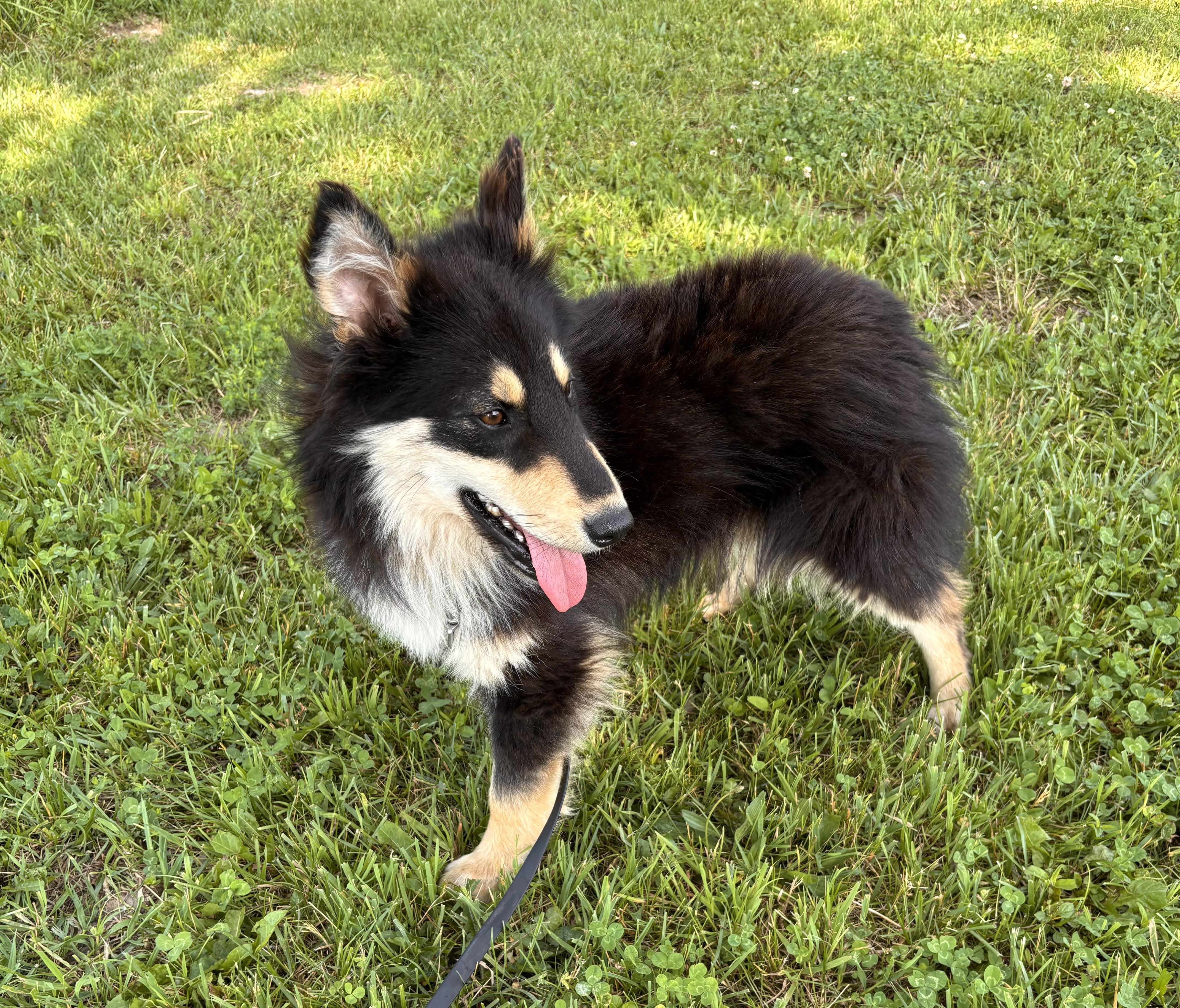 Enlarge Luigi, a ADOPTABLE mixed breed in Ashland, OH image 3/3
