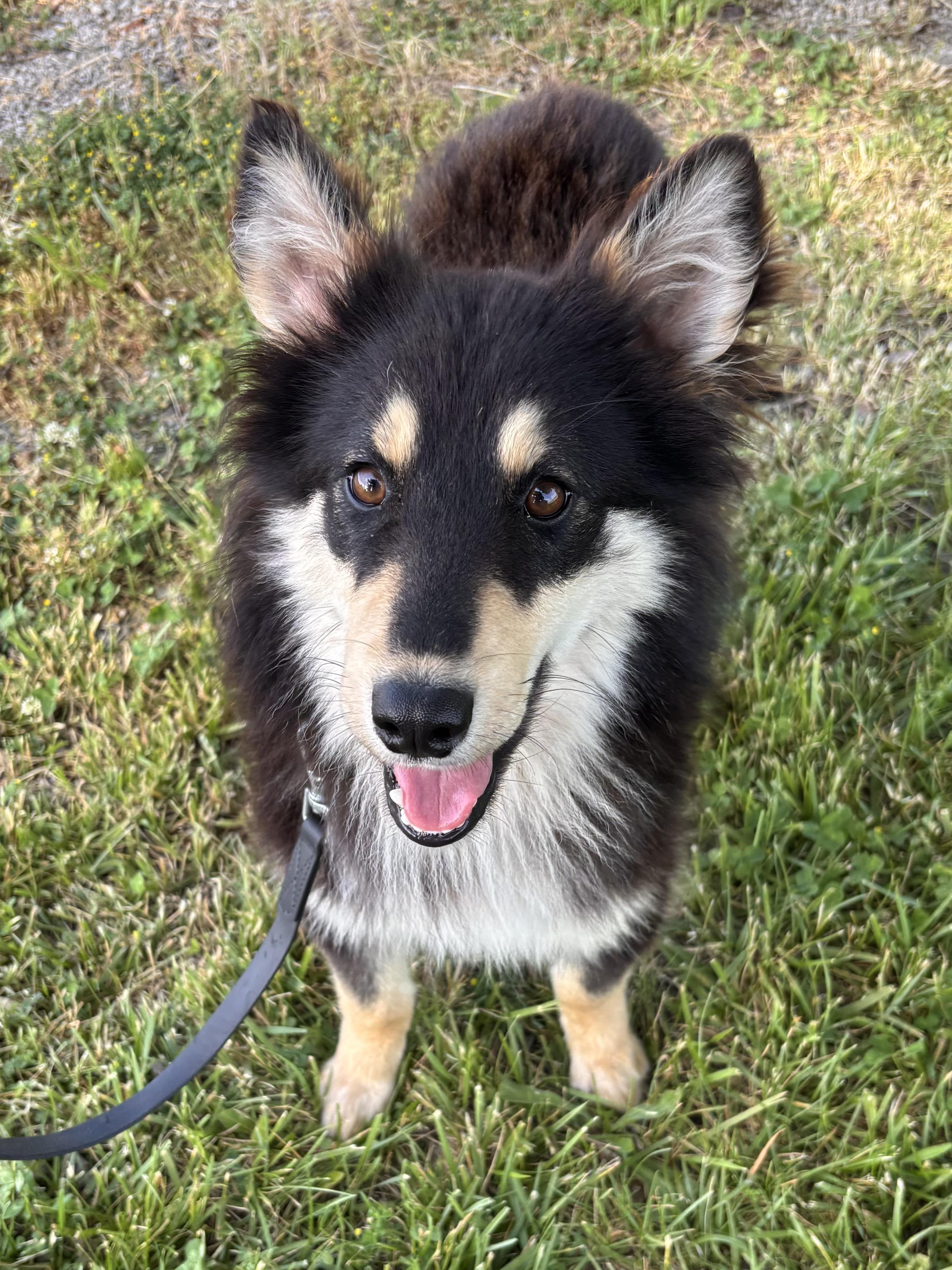 Luigi, ADOPTABLE, Young Male Border Collie & Collie.