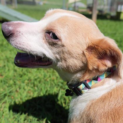 Enlarge Rio, a Adoptable mixed breed in Dahlonega, GA image 1/3
