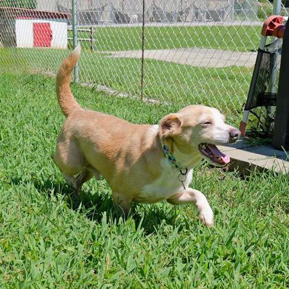 Enlarge Rio, a Adoptable mixed breed in Dahlonega, GA image 2/3