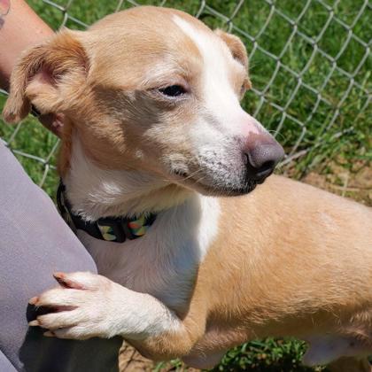Enlarge Rio, a Adoptable mixed breed in Dahlonega, GA image 3/3