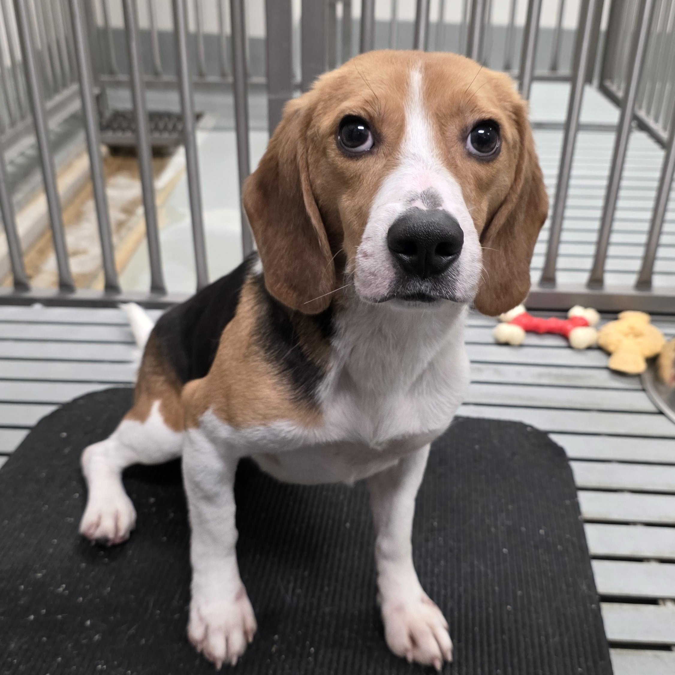 Enlarge Foxtrot, a Adoptable Beagle in O'Fallon, MO image 1/1