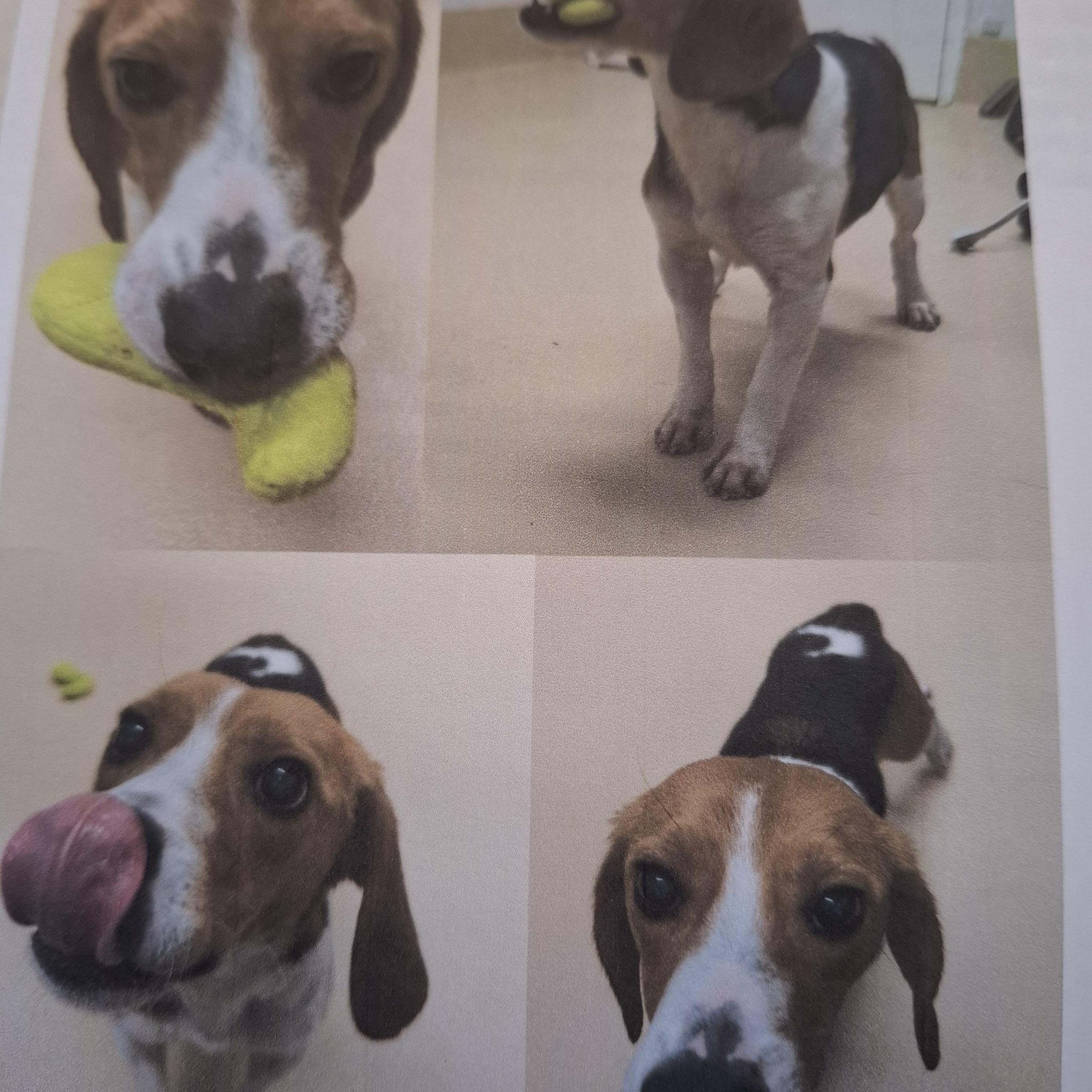 Enlarge Foxtrot, a Adoptable Beagle in O'Fallon, MO image 2/2
