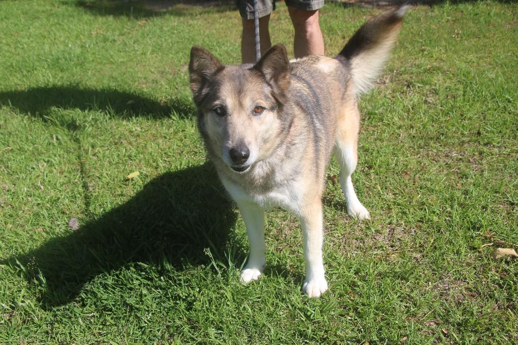 Maggie Husky 26, Adoptable, Adult Female Husky.