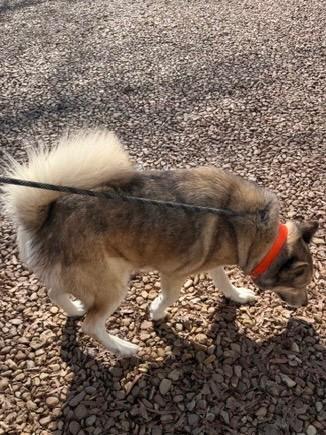 Enlarge Maggie Husky 26, a Adoptable mixed breed in Brookhaven, MS image 2/6
