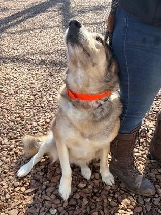 Enlarge Maggie Husky 26, a Adoptable mixed breed in Brookhaven, MS image 3/6
