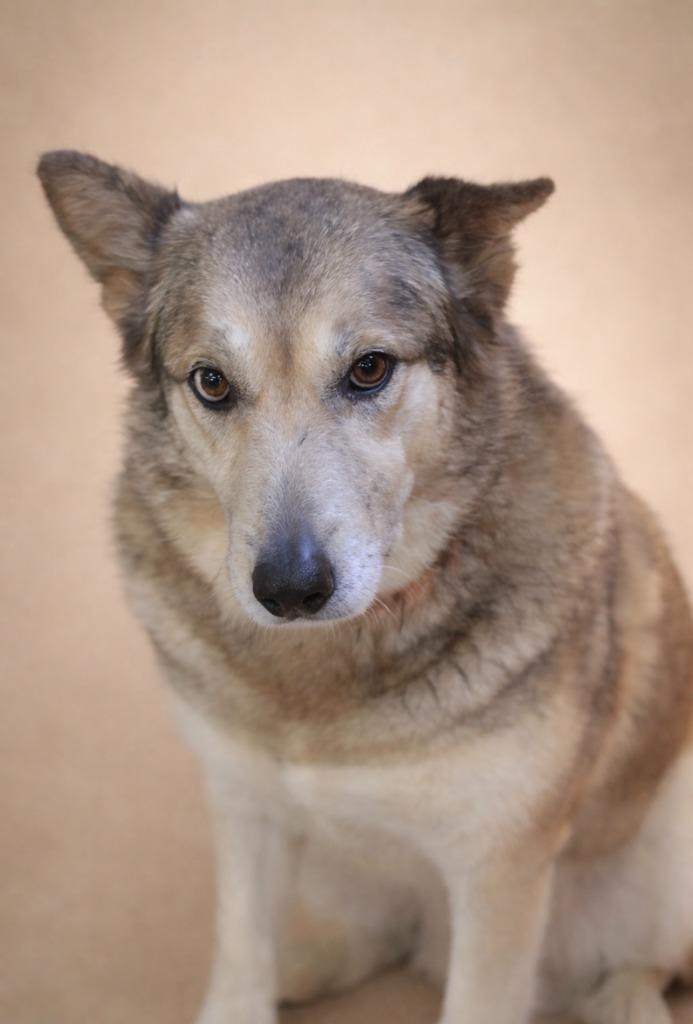 Enlarge Maggie Husky 26, a Adoptable mixed breed in Brookhaven, MS image 4/6