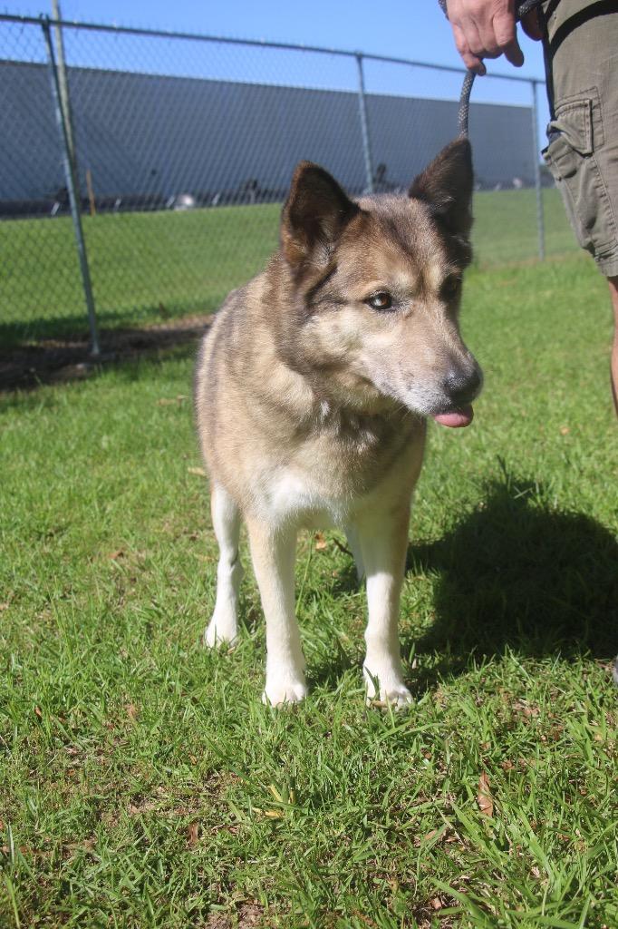 Enlarge Maggie Husky 26, a Adoptable mixed breed in Brookhaven, MS image 5/6