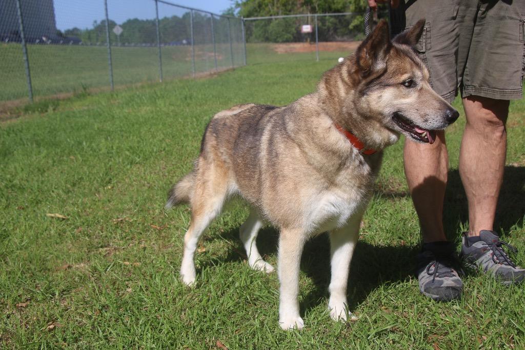 Enlarge Maggie Husky 26, a Adoptable mixed breed in Brookhaven, MS image 6/6