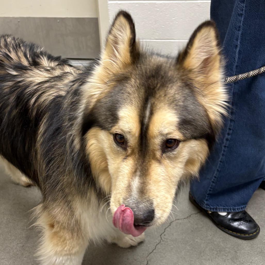 Juice, Adoptable, Adult Male Husky & Mixed Breed.