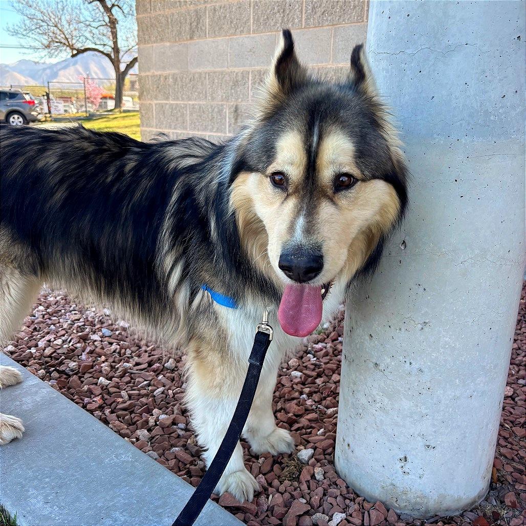 Juice, a Adoptable mixed breed in Murray, UT image 2/3
