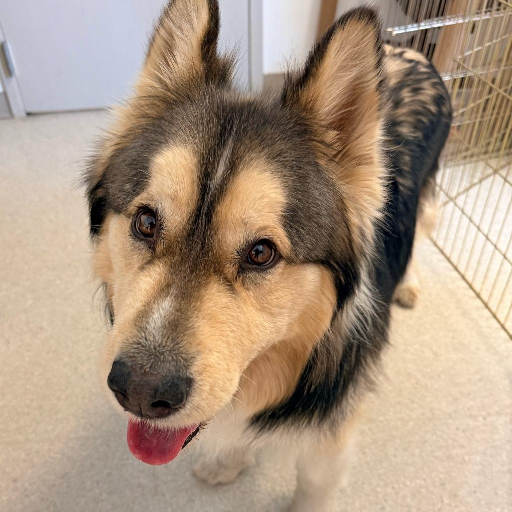 Juice, a Adoptable mixed breed in Murray, UT image 3/3