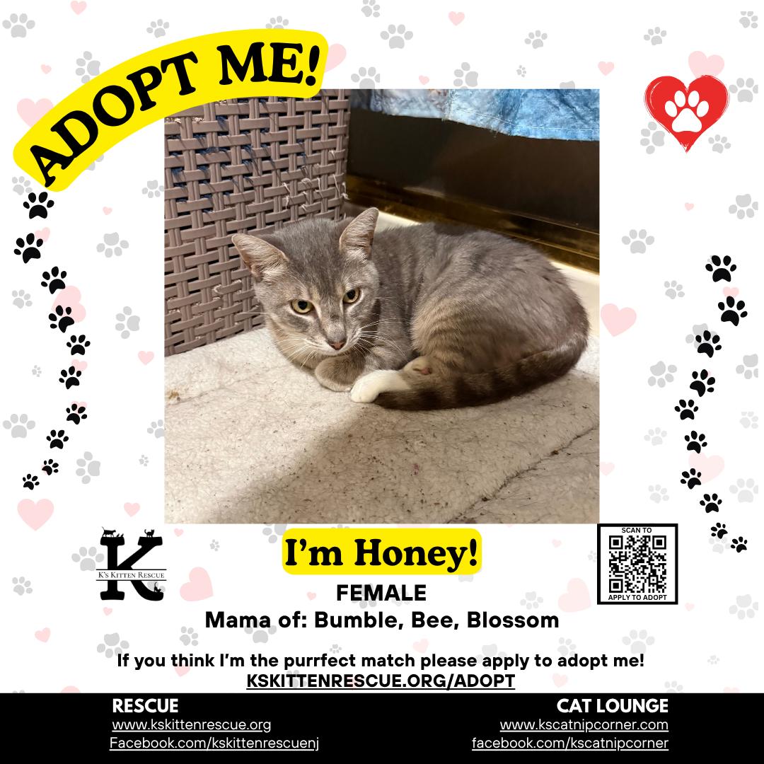 Honey, ADOPTABLE, Adult Female Domestic Short Hair.