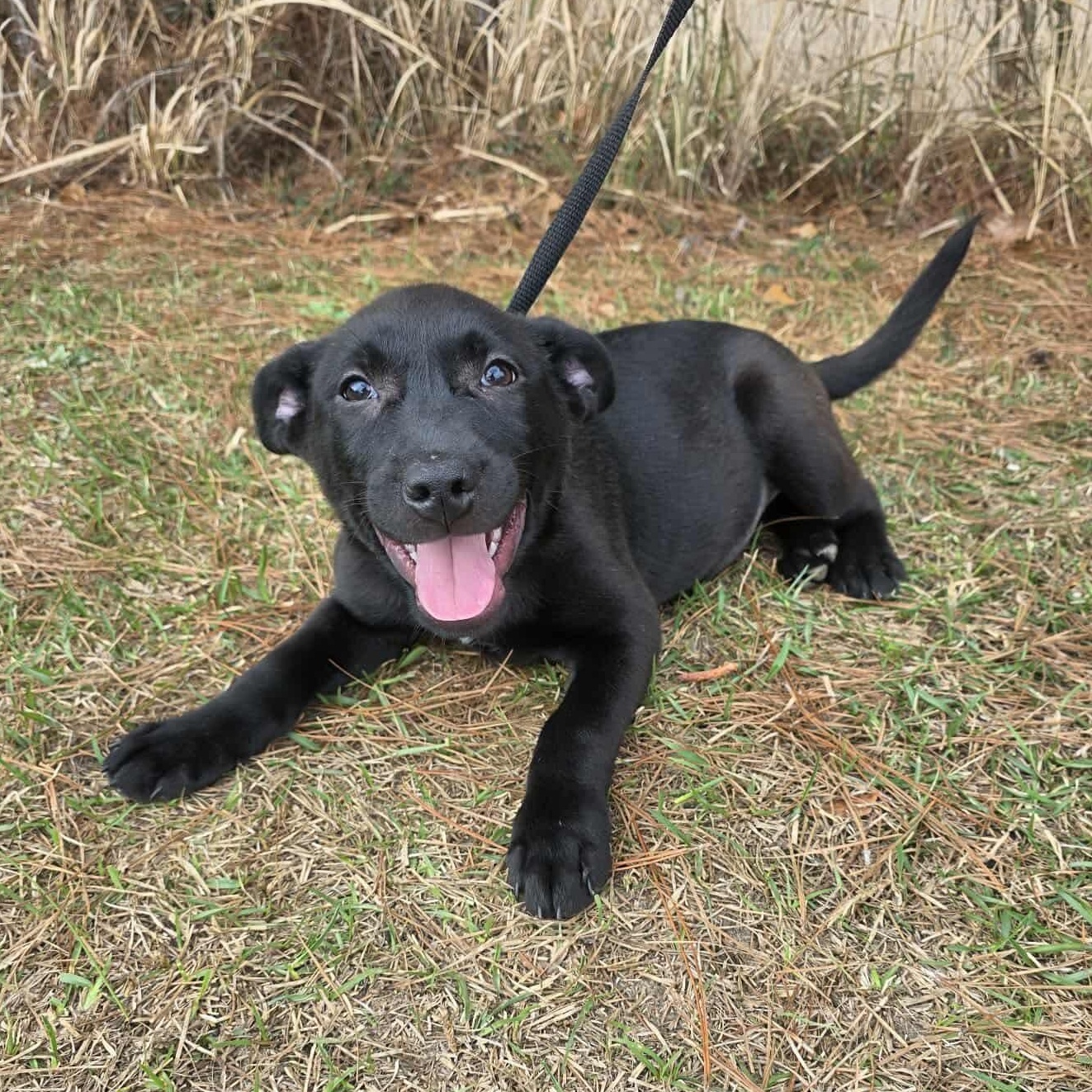 Valencia, Adoptable, Puppy Female Labrador Retriever.