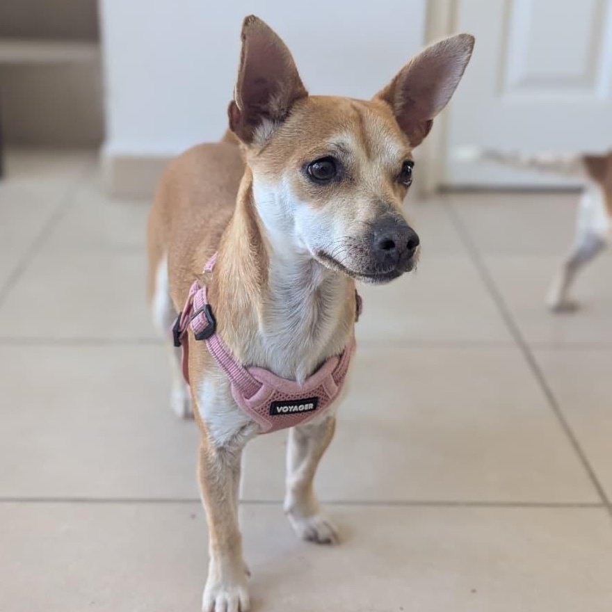 Enlarge Thor , an adopted Chihuahua in Tijuana, BCN image 2/3