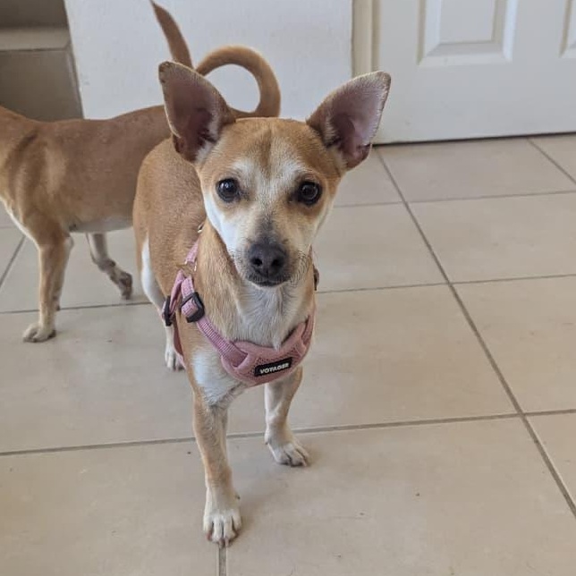 Enlarge Thor , an adopted Chihuahua in Tijuana, BCN image 1/3