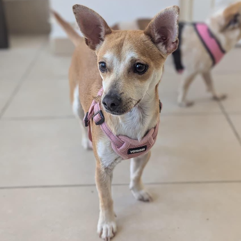 Enlarge Thor , an adopted Chihuahua in Tijuana, BCN image 3/3