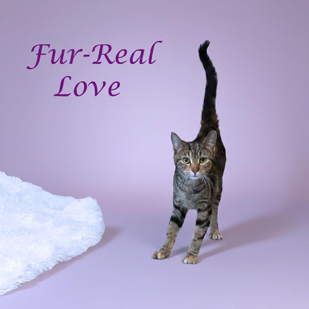Fur-Real Love C26-028, Adoptable, Kitten Female Domestic Short Hair.