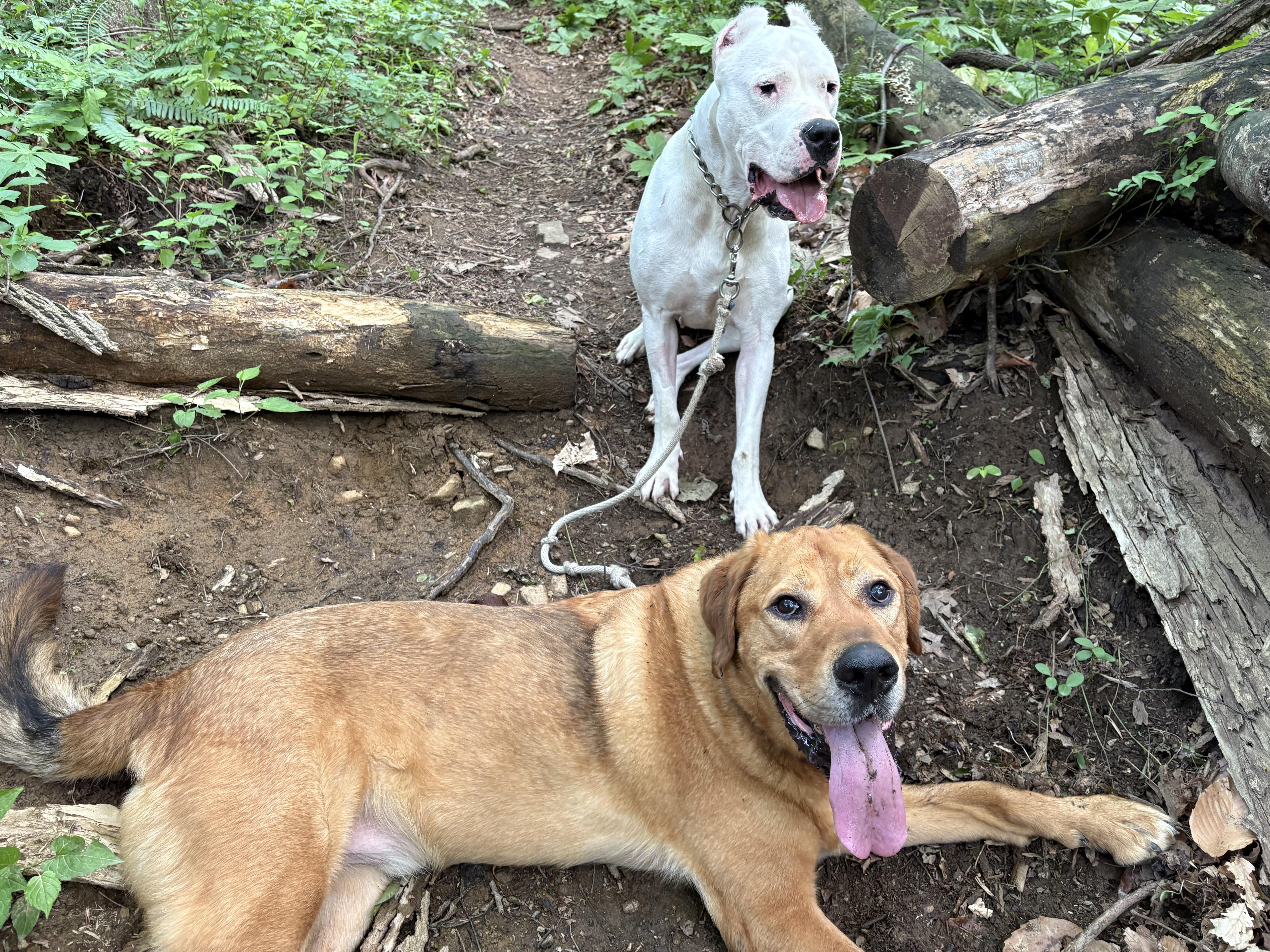 Nova, a Adoptable mixed breed in Limekiln, PA image 3/6