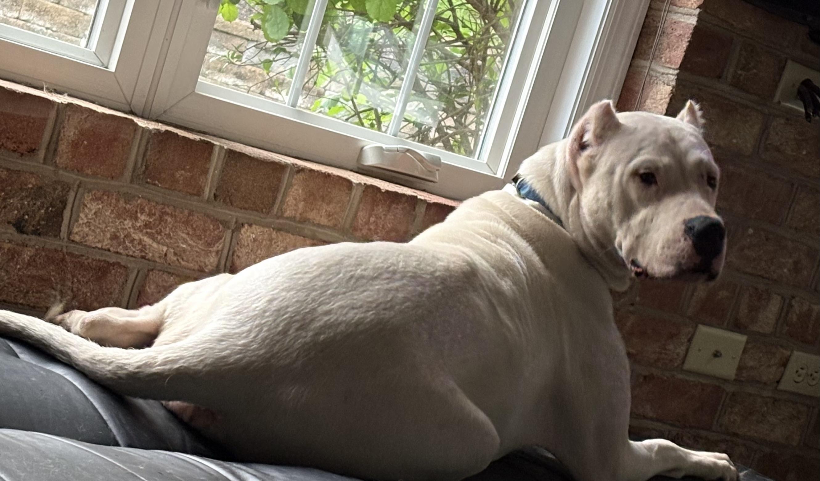 Nova, a Adoptable mixed breed in Limekiln, PA image 5/6