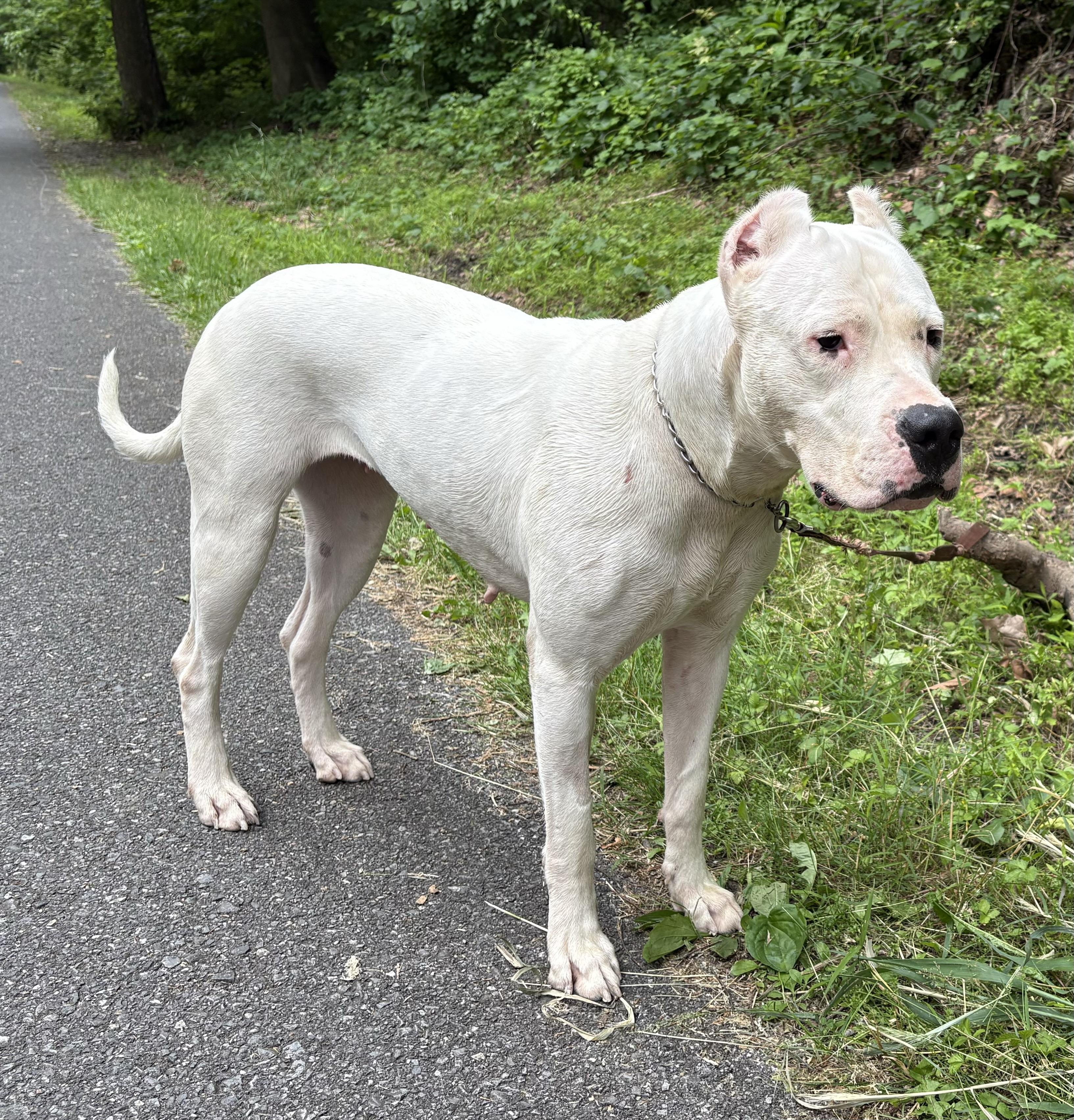 Nova, a Adoptable mixed breed in Limekiln, PA image 1/6