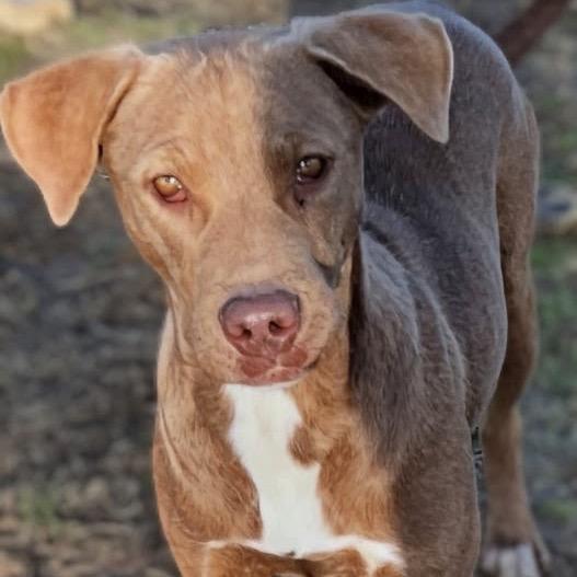 Enlarge Kopiko, a Adoptable mixed breed in Hackett, AR image 2/5