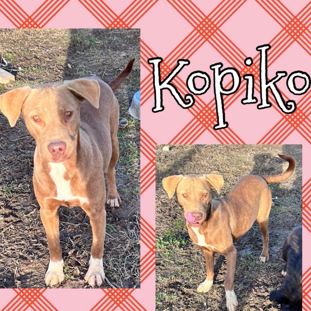 Enlarge Kopiko, a Adoptable mixed breed in Hackett, AR image 3/5