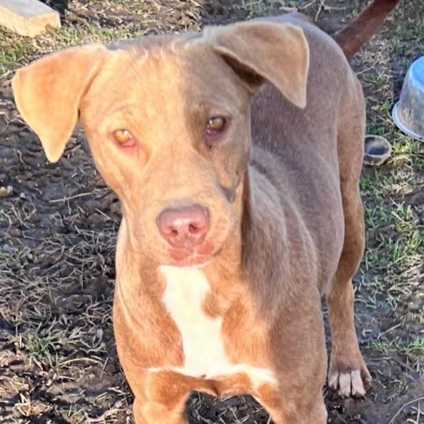 Enlarge Kopiko, a Adoptable mixed breed in Hackett, AR image 4/5