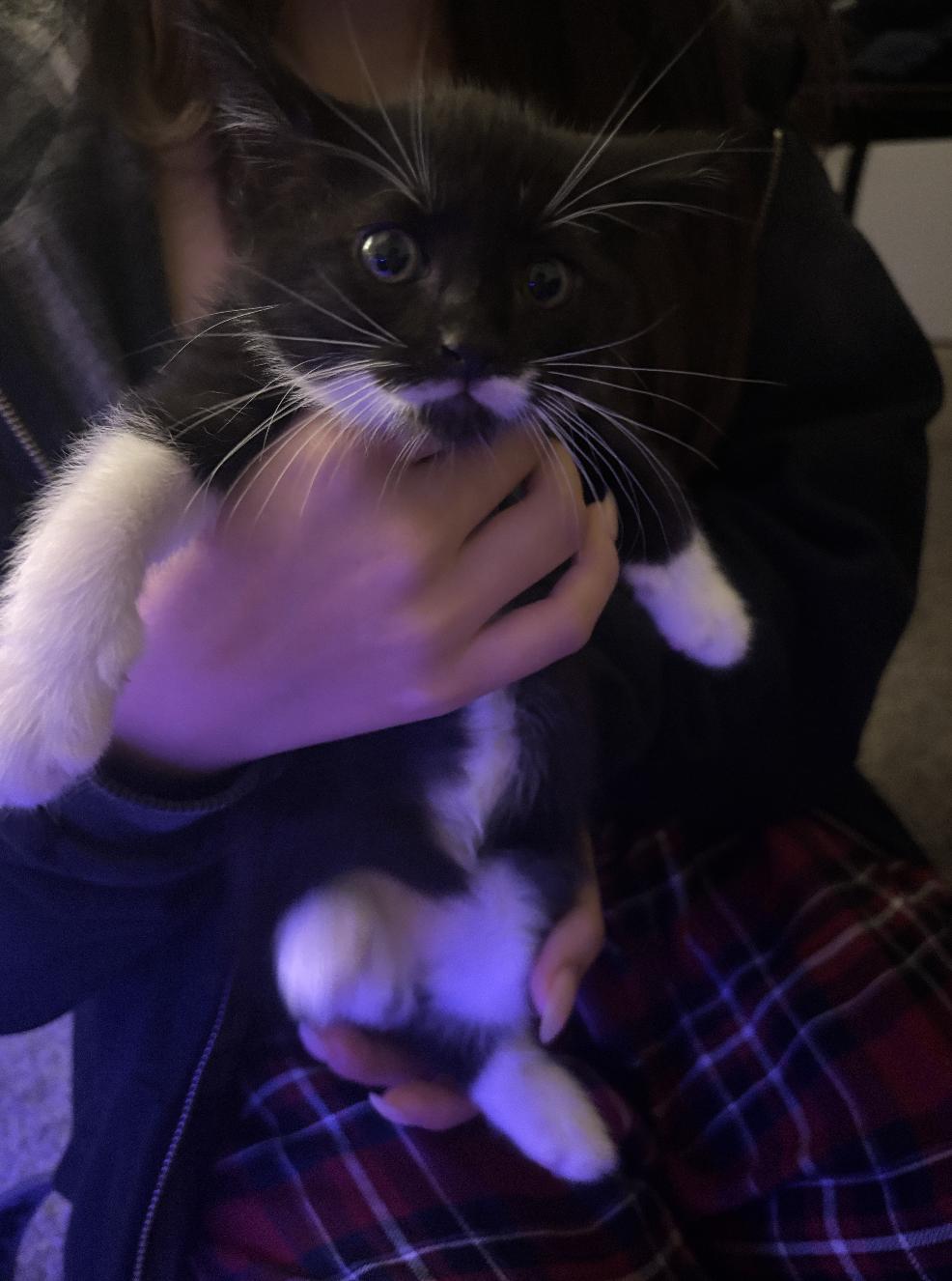 Mittens, a ADOPTABLE Domestic Short Hair in Davis, CA image 3/4